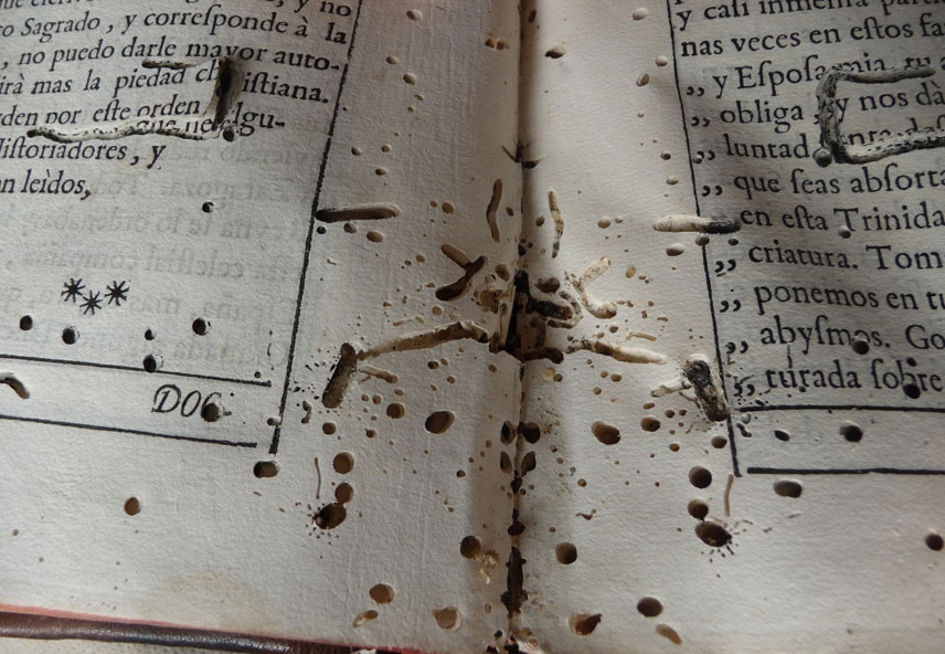 tratamientos antixilógafos en asturias